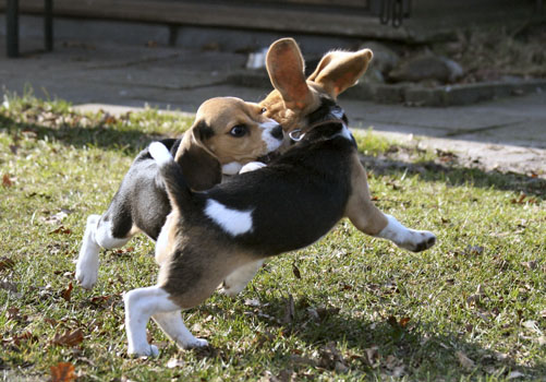 Beagle Welpe mit fliegenden Ohren